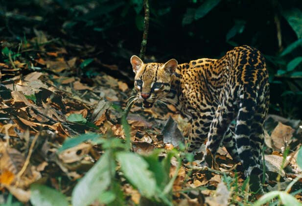 IMAGO Nature: Unsere Erde, Umweltverträgliche Herausforderungen, Regenwald Wild OCELOT - in rainforest (Leopardus pardalis). Amazonas, Brazil. Distribution: Central and South America.  Copyright: NickxGordon 10857200