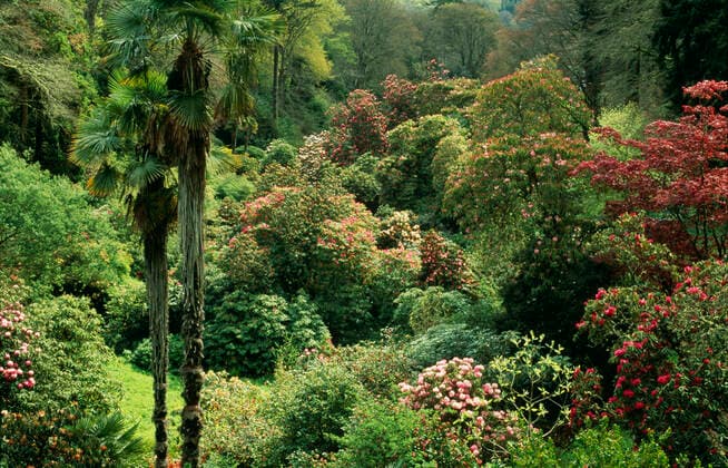 Ancient RHODODENDRONS a mingling of palms & a canopy of century old Rhododendroms (Rhododendroms). Trebah Garden, Cornwall, UK. April.  Copyright: DavidxCxDixon 10857626