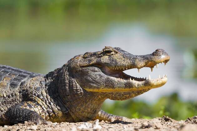 Südlicher Brillenkaiman (Caiman yacare), mit offenem Maul am Ufer ruhend, Pantanal, Mato Grosso, Brasilien, Südamerika Copyright: imageBROKER/ChristinaxKrutz ibloiy05038983.jpg
