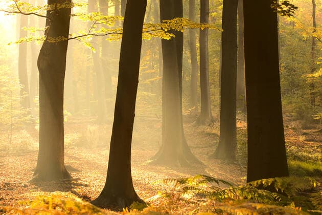 Rotbuche, Rot-Buche, Buche (Fagus sylvatica), Wald von Makegem im Morgennebel, Belgien, Ostflandern, Merelbeke common beech (Fagus sylvatica), forest of Makegem in morning mist, Belgium, East Flanders, Merelbeke BLWS546715 Copyright: xblickwinkel W.xPattynx