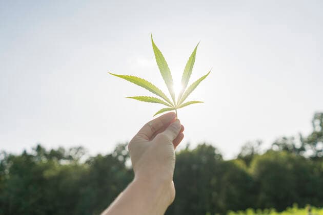 Hand holding hemp leaf against blue sky model released Symbolfoto  AHSF00781