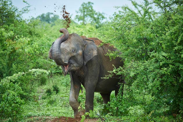 Portrait of Indian elephant throwing soil on his back, Udawalawe National Park, Sri Lanka  CVF01353