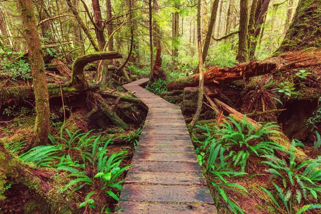 Rain forest in Vancouver island, British Columbia, Canada ING_19071_18615
