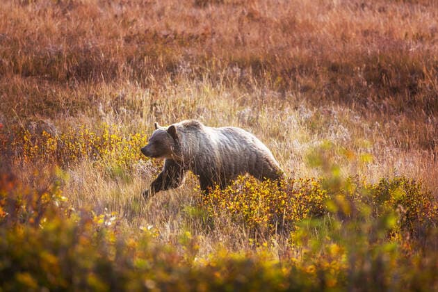 Grizzly bear walking across a highway, Canada ING_19071_19075
