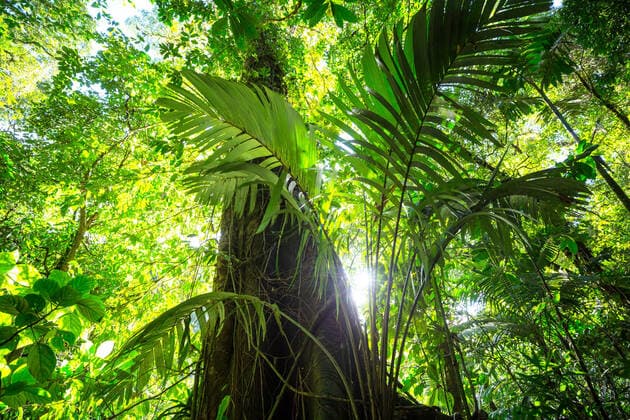 IMAGO Nature: Unsere Erde, Umweltverträgliche Herausforderungen des 21. Jahrhunderts, Regenwald Misty Rainforest in Costa Rica, Central America ING_19071_31472