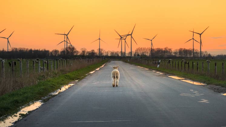 Dangast. 07 APR 2019. Kleines Schaf macht sich über die Straße auf den Weg zu den Windkraftanlagen am Horizont. OSTFRIESLAND. DANGAST. *** Dangast 07 APR 2019 Small sheep on its way across the road to the wind turbines on the horizon OSTFRIESLAND DANGAST Copyright: RPH Priller&MAUG RPH0A6168X