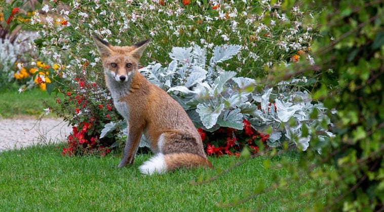 Fuchs im Stadtgebiet Rotfuchs sitzt in einem Park in Berlin am 16.09.19 Berlin Berlin Deutschland