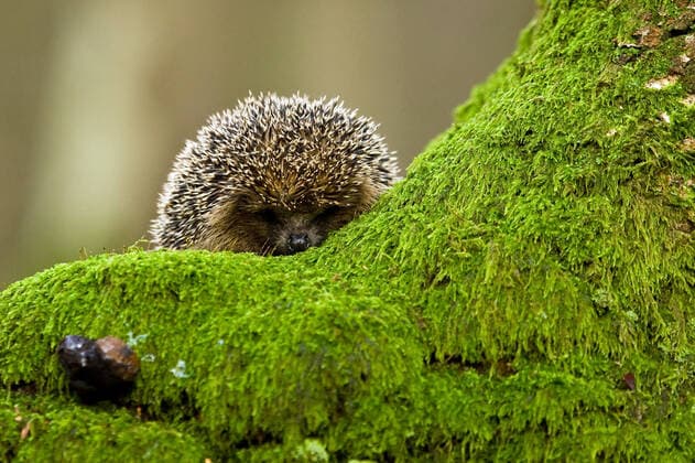 Creative Highlights World Europaeischer Igel, Westeuropaeischer Igel, Westigel, West-Igel, Braunbrustigel, Braunbrust-Igel (Erinaceus europaeus), an einem bemoosten Baumstamm im Wald, Niederlande Western hedgehog, European hedgehog (Erinaceus europaeus), on mossy tree trunk in forest , Netherlands BLWS548450 Copyright: xblickwinkel AGAMI R.xdexHaasx