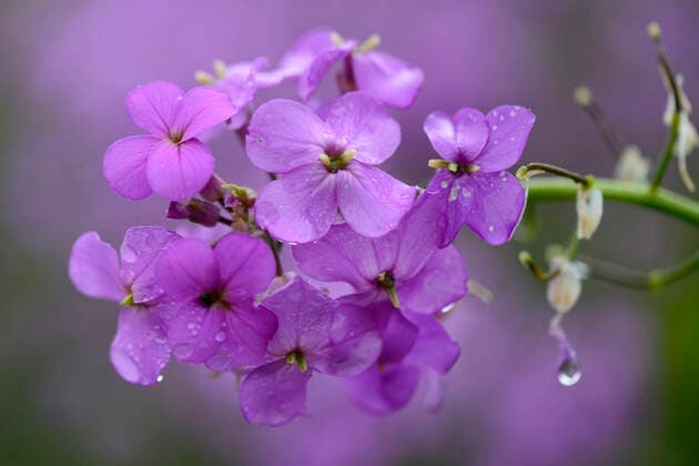 Dame s rocket (Hesperis matronalis) flowers, Vosges, France, June.  1518655 FabricexCahez