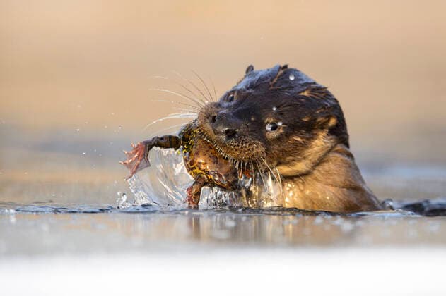 Otter (lutra lutra) feeding on Common frog (Rana temporaria) it just caught from river. Southern Estonia, January.  1519127 SvenxZacek