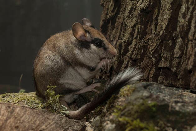 Garden dormouse (Eliomys quercinus) captive.  1519610 KerstinxHinze
