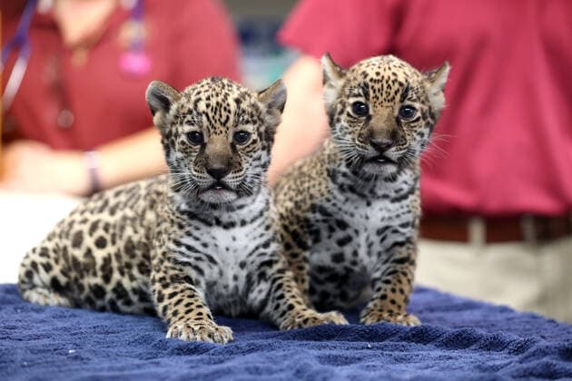 Bilder des Jahres 2019, Entertainment 10 Oktober Entertainment Themen der Woche KW41 USA, Jaguar-Nachwuchs im Zoo von Memphis October 11, 2019, Memphis, Tennessee, USA: Two baby cub Jaguars were born September 4th to Diego and Philomena at the Memphis Zoo. The baby girls behaved perfectly during their exam by the zoo vet on Thursday, Oct. 10, 2019. They will eventually be on exhibit but are not on exhibit just yet. The birth is a milestone event for the zoo and global species preservation efforts as the jaguar is considered Near Threatened. Memphis USA - ZUMAf103 20191011_zaf_f103_007 Copyright: xKarenxFochtx