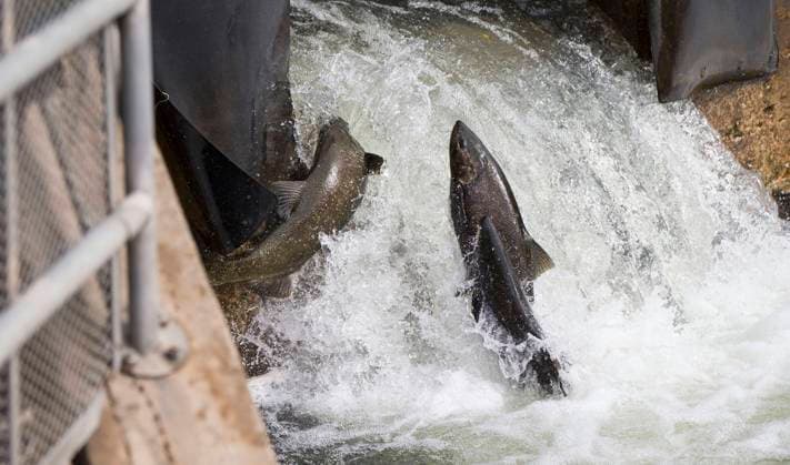 News Bilder des Tages (191012) -- PORT HOPE (CANADA), Oct. 12, 2019 -- Salmons try to jump over a fish ladder during their migration to the spawning grounds on Ganaraska River at Port Hope in Southern Ontario, Canada, on Oct. 12, 2019. (Photo by Xinhua) CANADA-ONTARIO-PORT HOPE-SALMON MIGRATION ZouxZheng 