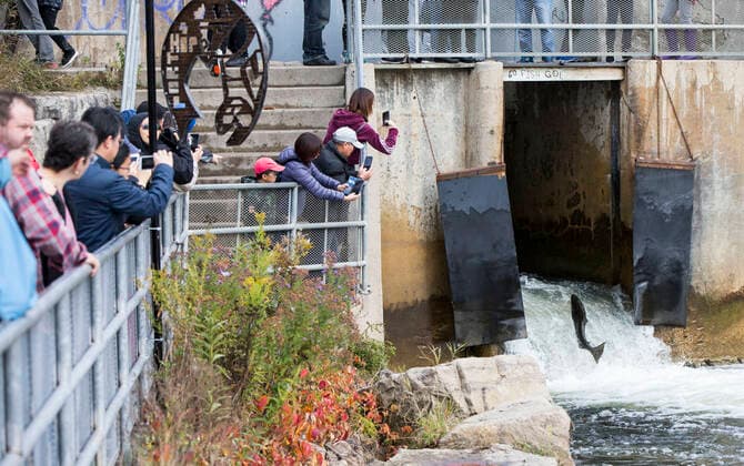 (191012) -- PORT HOPE (CANADA), Oct. 12, 2019 -- A salmon tries to jump over a fish ladder as people watch beside during its migration to the spawning grounds on Ganaraska River at Port Hope in Southern Ontario, Canada, on Oct. 12, 2019. (Photo by Xinhua) CANADA-ONTARIO-PORT HOPE-SALMON MIGRATION ZouxZheng 