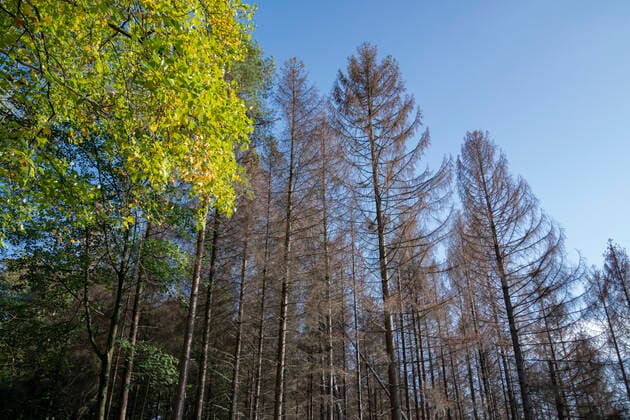 Der Königsforst zwischen Köln, Bergisch Gladbach und Rösrath ist im Bereich des Staatsforst Naturschutzgebiet und durch Stürme, Dürre und Massenvermehrung des Borkenkäfer vom Waldsterben bedroht. Bergisch Gladbach Königsforst Nordrhein-Westfalen Deutschland