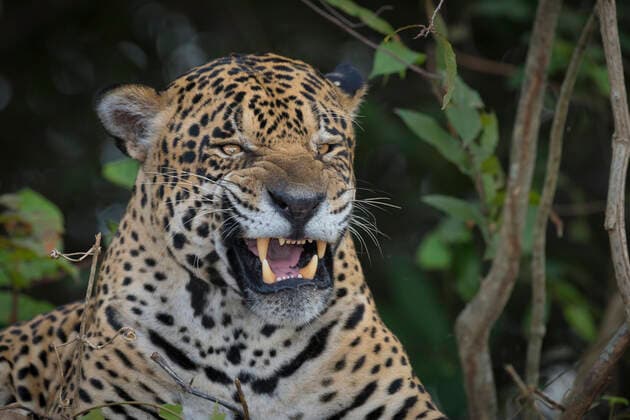 Jaguar (Panthera onca) yawning, Pantanal Brazil.  1520522 WimxvanxdenxHeever