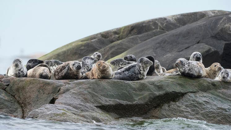 Grey seal (Halichoerus grypus) group resting, Korpoo, Finland, May.  1526752 JussixMurtosaari