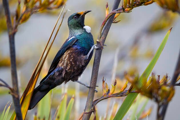 Tui (Prosthemadera novaeseelandiae) on New Zealand flax (Phormium) flowerhead, with yellow pollen on head, Te Awanga Lagoon, Hawkes Bay, New Zealand, November.  1527634 BrentxStephenson