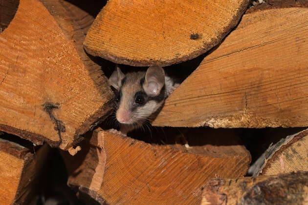 Juvenile Garden dormouse (Eliomys quercinus) looking out of a stack of wood, Captive, occurs in Europe, August.  1527880 KerstinxHinze