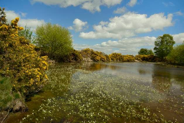 Common gorse bushes (Ulex europaeus) fringing a pond with a mass of flowering Common water-crowfoot (Ranunculus aquatilis), Brecon Beacons National Park, Powys, Wales, UK, May.  1528153 NickxUpton