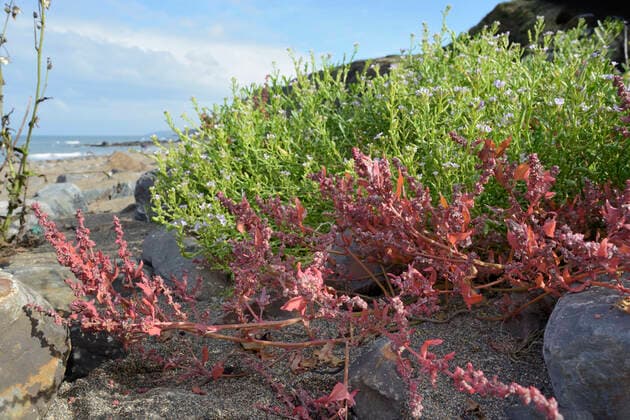 IMAGO Nature: Unsere Erde, Pflanzen: Bedrohte Planzenarten in Deutschland Spear-leaved orache (Atriplex prostrata) and Sea rocket (Cakile maritima) clumps flowering high on a sandy beach, near Bude, Cornwall, UK, September.  1528192 NickxUpton