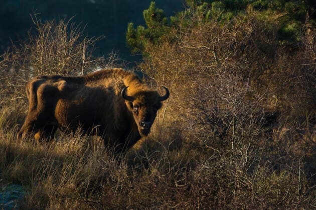 European bison (Bison bonasus) Zuid-Kennemerland National Park, the Netherlands. January. Reintroduced species.  1528604 EdwinxGiesbers
