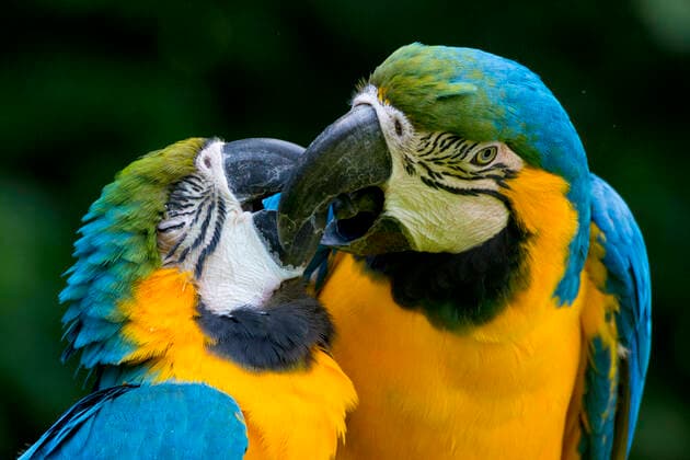 Blue and yellow macaw (Ara ararauna) pair, captive, occurs in South America.  1529249 EdwinxGiesbers