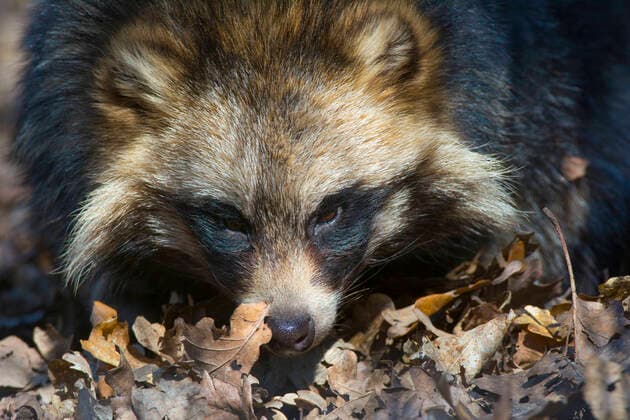 Raccoon dog (Nyctereutes procyonoides) portrait, captive, occurs in East Asia.  1529299 EdwinxGiesbers