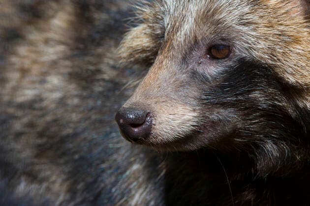 Raccoon dog (Nyctereutes procyonoides) portrait, captive, occurs in East Asia.  1529301 EdwinxGiesbers