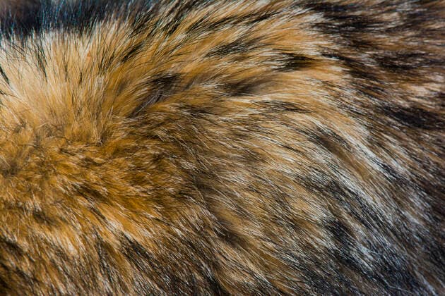Raccoon dog (Nyctereutes procyonoides) fur detail, captive, occurs in East Asia.  1529302 EdwinxGiesbers