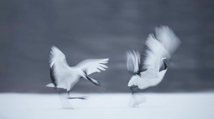 Unsere Erde: Natur, Tiere, Artenschutz, Seltene Tierarten Japenese cranes (Grus japonensis) in courtship display, taken with slow shutter speed, Hokkaido Japan. March.  1529739 WimxvanxdenxHeever