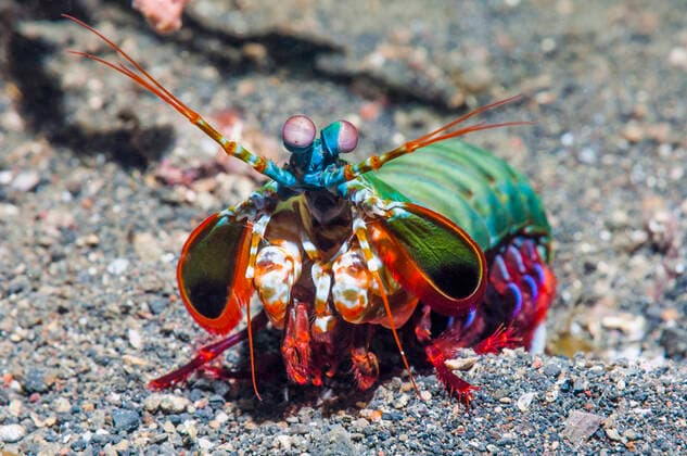 Peacock mantis shrimp (Odontodactylus scyllarus) Lembeh Strait, Sulawesi, Indonesia.  1530178 GeorgettexDouwma