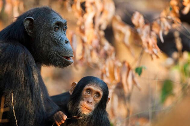 Chimpanzee (Pan troglodytes schweinfurthiii) female and juvenile, Gombe National Park, Tanzania, October.  1530574 CyrilxRuoso