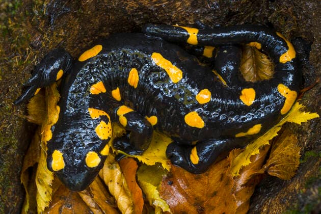 Fire European salamander (Salamandra salamandra) Plitvice Lakes National Park, Croatia. November.  1530772 AlexxHyde