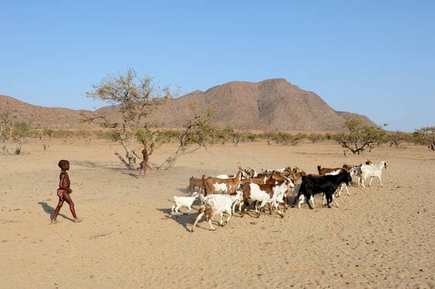 IMAGO Cultures of the world, Himba Volk in Namibia Himba girl herding goats, Marienfluss Valley, Kaokoland Desert, Namibia. October 2015  1531079 EricxBaccega