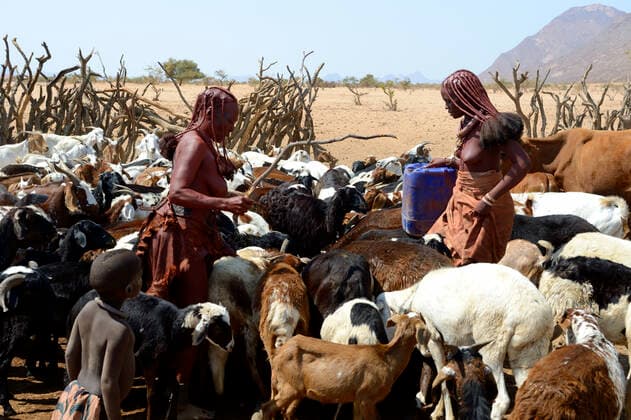 IMAGO Cultures of the world, Himba Volk in Namibia Himba women with herd of goats and sheep at the waterpoint during dry season, Marienfluss Valley, Kaokoland Desert, Namibia. October 2015  1531081 EricxBaccega