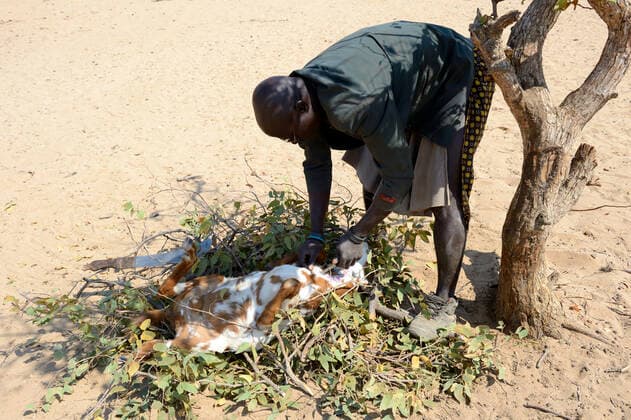 IMAGO Cultures of the world, Himba Volk in Namibia Himba man skinning a dead goat, Marienfluss Valley, Kaokoland Desert, Namibia. October 2015  1531093 EricxBaccega