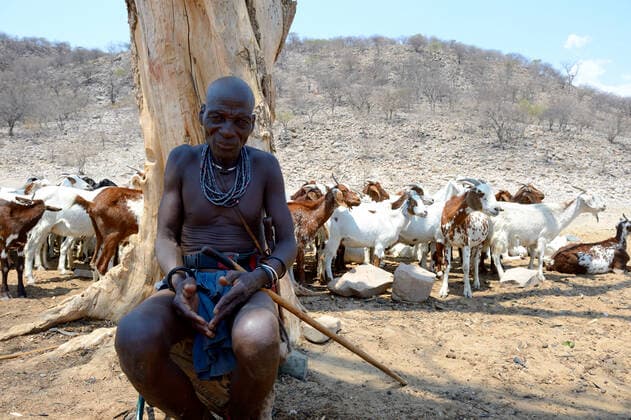 IMAGO Cultures of the world, Himba Volk in Namibia Elderly Himba man in traditional clothing resting under the shadow of a tree during harsh dry season, with his goats at the water point, Kaokoland, Namibia. October 2015  1531189 EricxBaccega