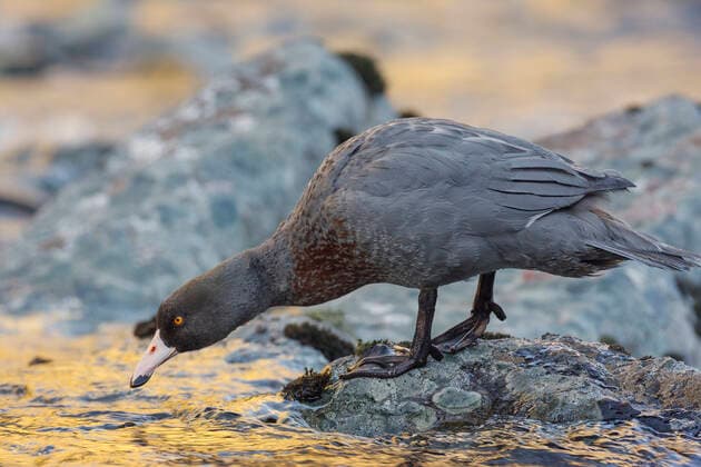 IMAGO Nature: Unsere Erde, Naturschutz, Naturschutzgebiete in Ozeanien New Zealand Blue duck (Hymenolaimus malacorhynchos) perched on mid-stream boulder in late evening light. Hollyford River, Fiordland National Park, South Island, New Zealand. November. Endangered Species.  1532644 AndyxTrowbridge