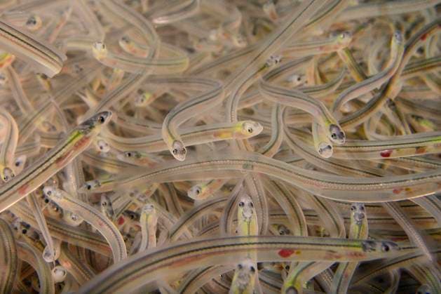 Natur, Tiere, Fische, Aal, Europäischer Aal, Anguilla anguilla Young European eel (Anguilla anguilla) elvers, or glass eels, caught during their annual migration up rivers from the Bristol channel, swimming in a large holding tank at UK Glass Eels, which supplies elvers for reintroduction projects across Europe, Gloucester, UK, March  1534260 NickxUpton