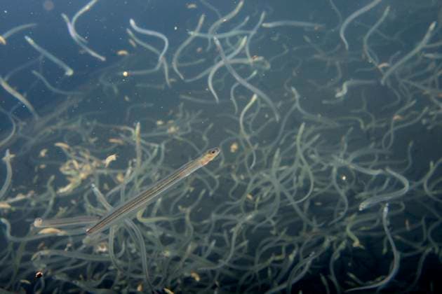 Young European eel (Anguilla anguilla) elvers, or glass eels, caught during their annual migration up rivers from the Bristol channel, swimming in a large holding tank at UK Glass Eels, which supplies elvers for reintroduction projects across Europe, Gloucester, UK, March  1534270 NickxUpton