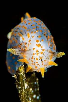 Nudibranch (Polycera quadrilineata) on kelp. Gulen, Norway. North East Atlantic. All uses in connection with the luxury fashion industry worldwide from 17 March 2023 to 31 May 2025 must be cleared in advance and approved by Nature Picture Library!  1534409 AlexxMustard