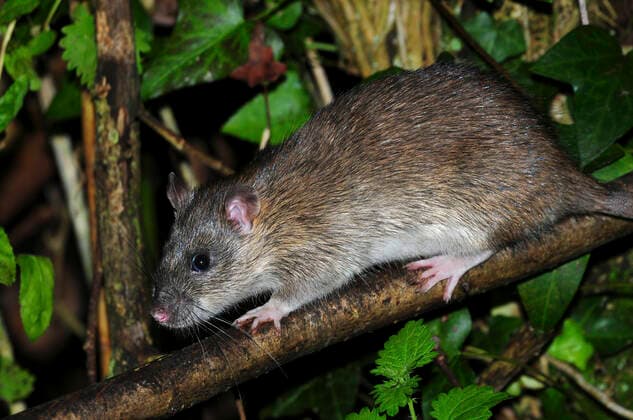 Brown rat (Rattus norvegicus) climbing in hedge. Dorset, UK September.  1534511 ColinxVarndell