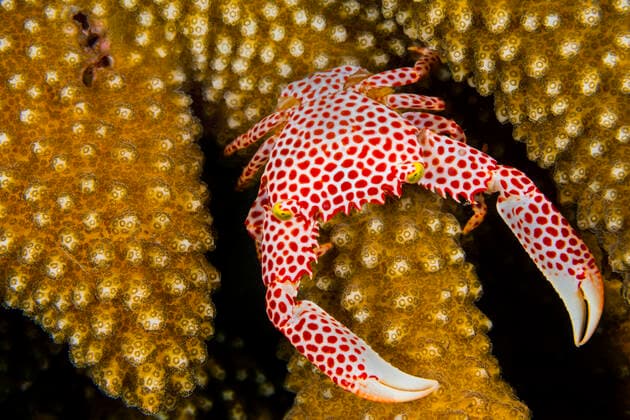 Red-spotted guard crab (Trapezia tigrina) female on a (Pocillopora sp.) coral. Seraya, Tulamben, Bali, Indonesia. Java Sea All uses in connection with the luxury fashion industry worldwide from 17 March 2023 to 31 May 2025 must be cleared in advance and approved by Nature Picture Library!  1536813 AlexxMustard