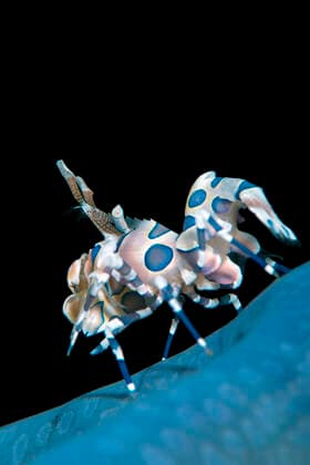 Harlequin shrimp (Hymenocera elegans) on a blue sea star. This species of shrimps feeds on starfish, turning them upside-down and keeping them as a living larder. Bitung, North Sulawesi, Indonesia. Lembeh Strait, Molucca Sea. All uses in connection with the luxury fashion industry worldwide from 17 March 2023 to 31 May 2025 must be cleared in advance and approved by Nature Picture Library!  1536859 AlexxMustard