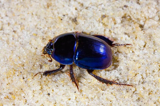 Scarab beetle (Peltotrupes profundus) endemic to Florida. Controlled conditions.  1537084 BarryxMansell