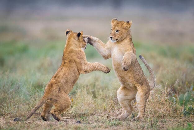 Lion cubs (Panthera leo) play fighting with each other. Lake Ndutu, Tanzania.  1537377 WimxvanxdenxHeever