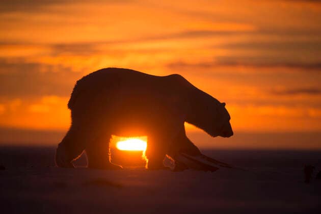 Polar bear (Ursus maritimus) silhouetted against setting sun, Bernard Spit, off the 1002 Area, Arctic National Wildlife Refuge, North Slope, Alaska, USA, October. Vulnerable species.  1537389 StevenxKazlowski
