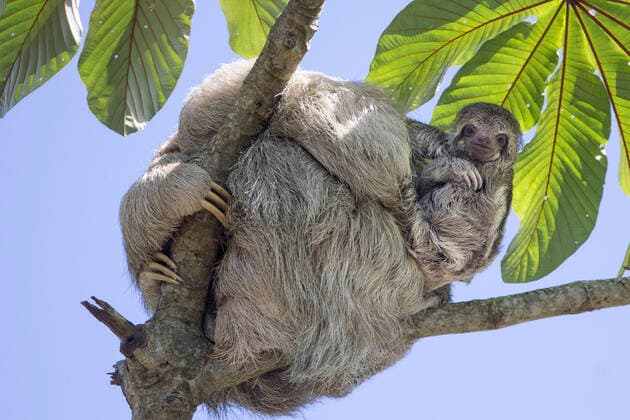 Brown-throated three-toed sloth (Bradypus variegatus) mother and baby, Cahuita, Costa Rica.  1538165 SuzixEszterhas