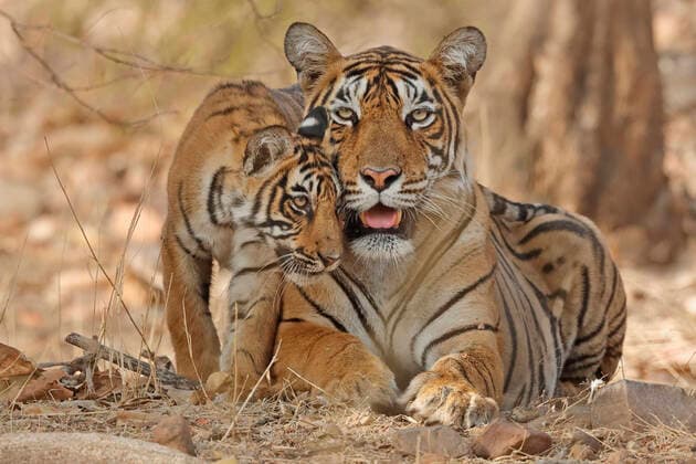 Bengal tiger (Panthera tigris tigris) mother with cub age four months, Ranthambhore, Rajhasthan, India  1540547 AndyxRouse
